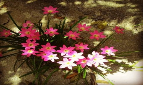 Zdjcie MALEDIWY / Hilhmandhoo / Origami Inn / Dzie dobry