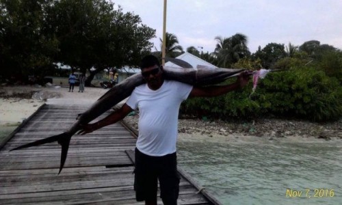 Zdjcie MALEDIWY / hilmandhoo / Origami Inn / Wypad na ryby