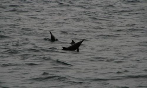 Zdjęcie MALEDIWY / Embudu / Statek wycieczkowy / Delfiny