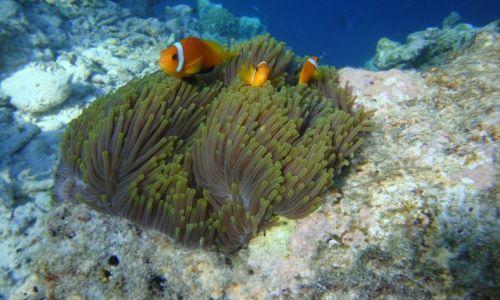 MALEDIWY / brak / Wyspa Biyadhoo / Nemo z kumplami?