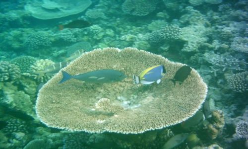 Zdjęcie MALEDIWY / brak / Embudu Village / Podwodny raj