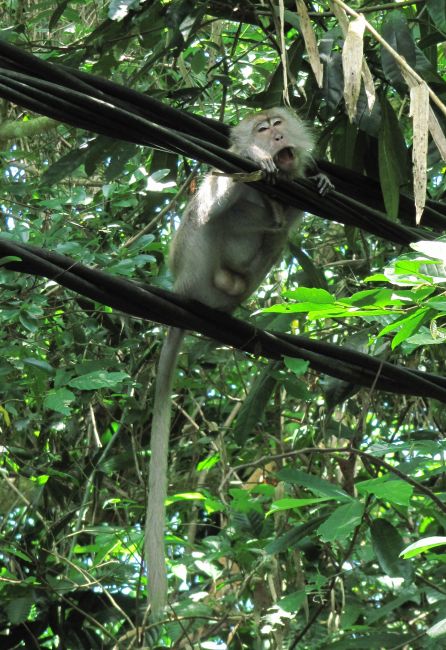 Zdjęcia: Monkey Bay, Tioman, Ciekawska, MALEZJA Zdjęcia: Monkey Bay, Tioman, Ciekawska, MALEZJA