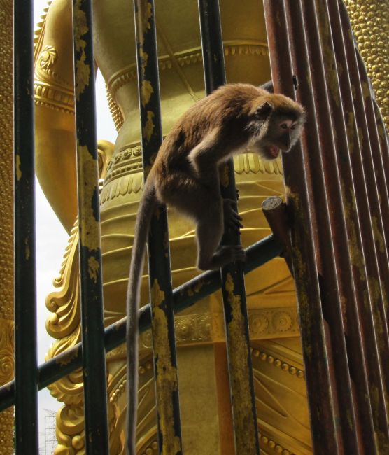 Zdjęcia: Światynia, Batu Cave, Kogo okraść, MALEZJA Zdjęcia: Światynia, Batu Cave, Kogo okraść, MALEZJA