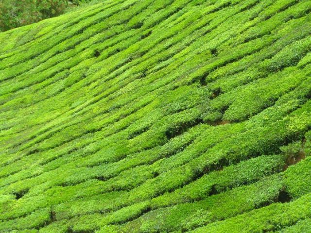 Zdjęcia: Cameron Highlands, Cameron Highlands, Herbatkę?, MALEZJA Zdjęcia: Cameron Highlands, Cameron Highlands, Herbatkę?, MALEZJA