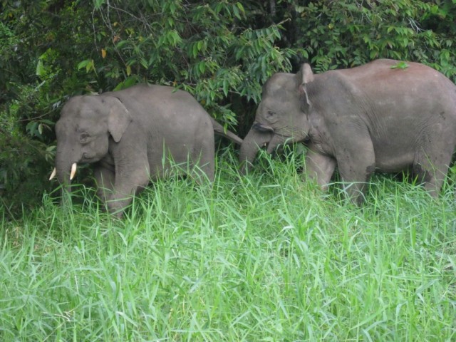 Zdj cia: Kinabatangan River, Borneo, Mini slonie, MALEZJA