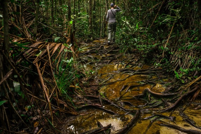 Zdj cia: Bako, Borneo, Galeria testowa - wgrywanie zdjc do artykuu. , MALEZJA