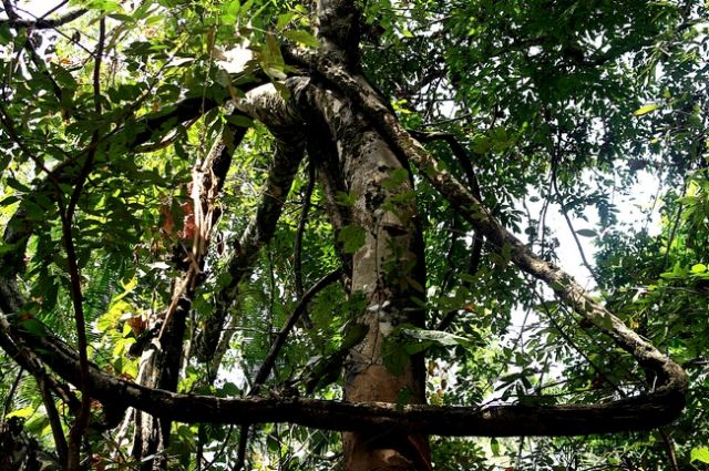 Zdjęcia: płw.malezyjski, Taman Negara , MALEZJA Zdjęcia: płw.malezyjski, Taman Negara , MALEZJA