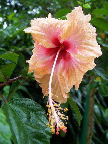 Zdjęcia: Ogród orchidei, Kuala Lumpur, chińska róża ( Bunga Raya ), MALEZJA Zdjęcia: Ogród orchidei, Kuala Lumpur, chińska róża ( Bunga Raya ), MALEZJA