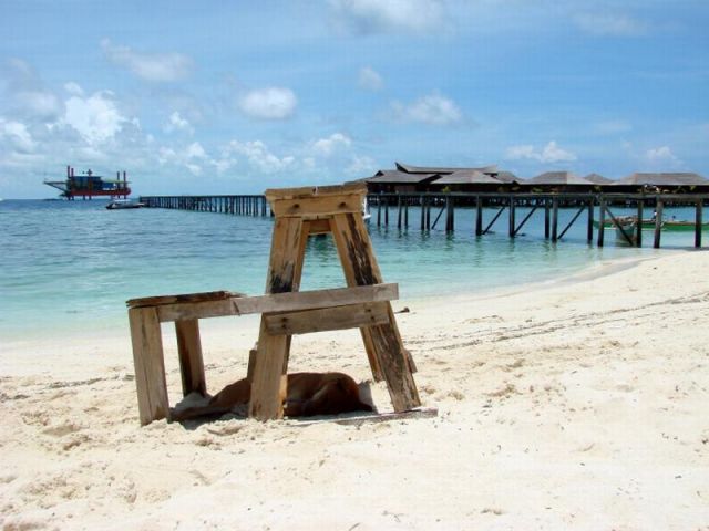 Zdjęcia: Mabul, drzemka, MALEZJA Zdjęcia: Mabul, drzemka, MALEZJA