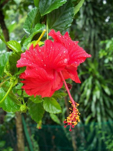 Zdjęcia: Kuala Lumpur - Hibiskus garden, Hibiskus, MALEZJA Zdjęcia: Kuala Lumpur - Hibiskus garden, Hibiskus, MALEZJA