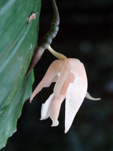 Zdjęcia: Taman Negara Kinabalu, Sabah, Fragile Beauty, MALEZJA Zdjęcia: Taman Negara Kinabalu, Sabah, Fragile Beauty, MALEZJA