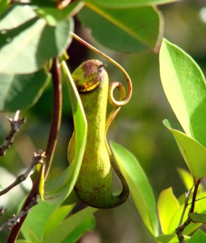 Zdjęcia: Bako National Park, Sarawak, Nepenthes, MALEZJA Zdjęcia: Bako National Park, Sarawak, Nepenthes, MALEZJA