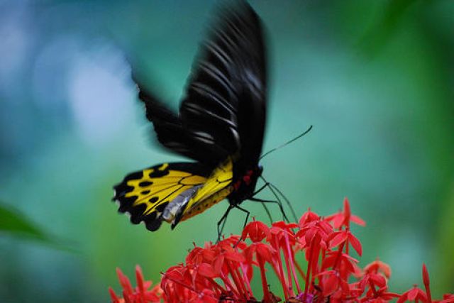 Zdjęcia: Kuala Lumpur, at Kuala Lumpur Butterfly Park, MALEZJA Zdjęcia: Kuala Lumpur, at Kuala Lumpur Butterfly Park, MALEZJA