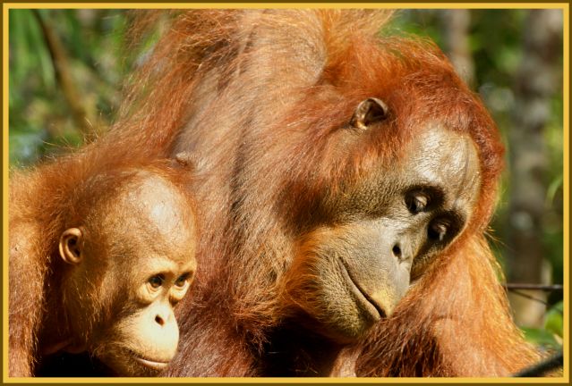 Zdjęcia: Sandakan, Borneo, rodzinka , MALEZJA Zdjęcia: Sandakan, Borneo, rodzinka , MALEZJA