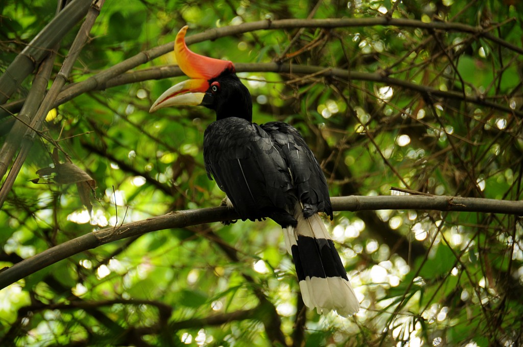 Zdjęcia: Kinabatangan River, Borneo, Sabah, Dzioborożec żałobny , MALEZJA Zdjęcia: Kinabatangan River, Borneo, Sabah, Dzioborożec żałobny , MALEZJA