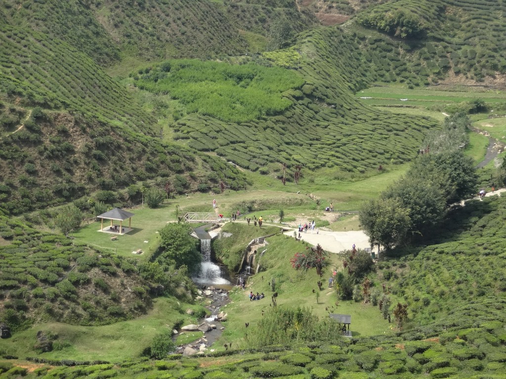 Zdjęcia: Tanah Rata, Cameron Highlands, plantacja herbaty, MALEZJA Zdjęcia: Tanah Rata, Cameron Highlands, plantacja herbaty, MALEZJA
