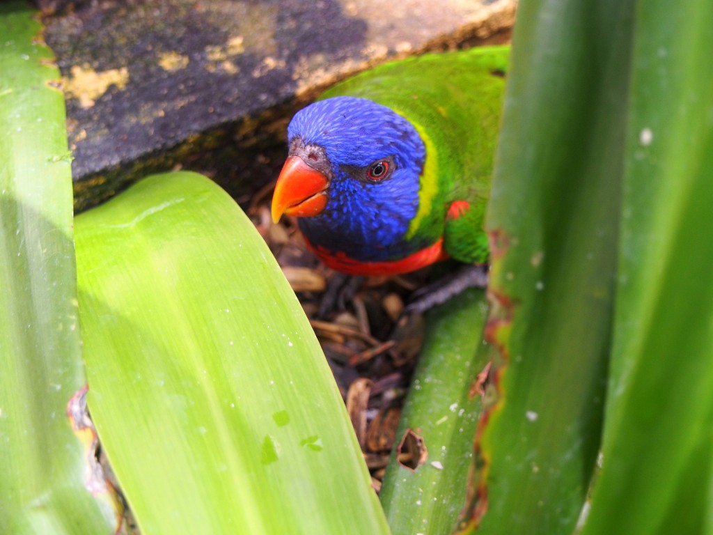 Zdjęcia: Bird Park, Kuala Lumpur, A się schowam, MALEZJA Zdjęcia: Bird Park, Kuala Lumpur, A się schowam, MALEZJA