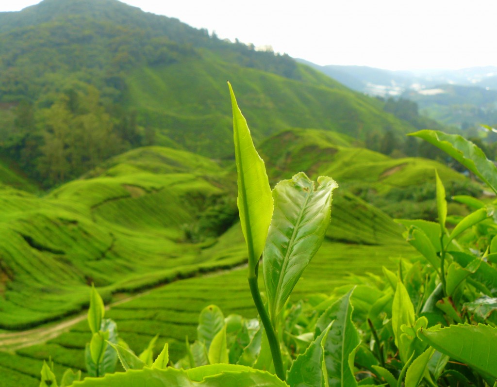 Zdjęcia: Herbaciana plantacja, Cameron Highlands, Zielony smak, MALEZJA Zdjęcia: Herbaciana plantacja, Cameron Highlands, Zielony smak, MALEZJA