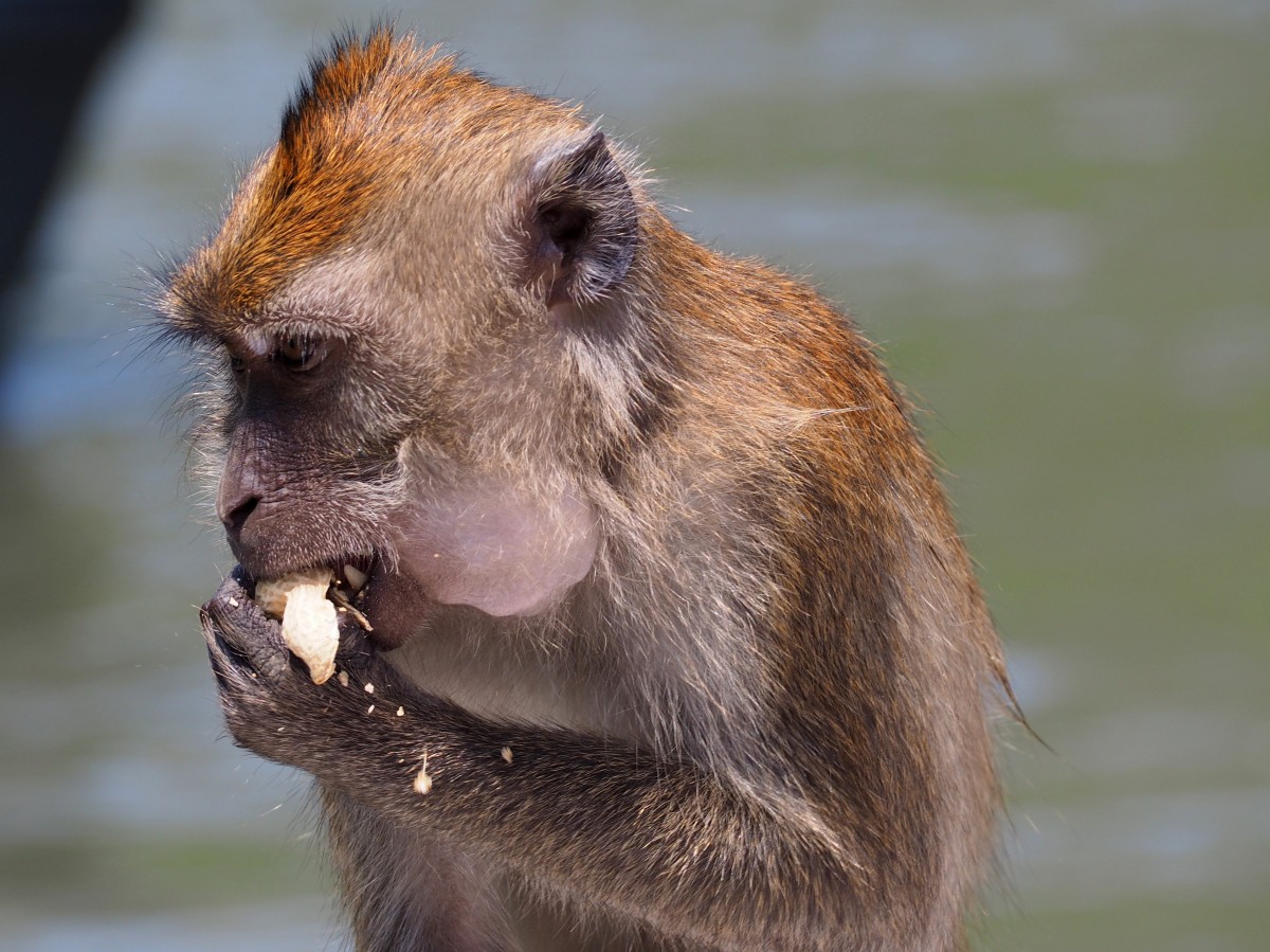 Zdjęcia: archipelag Langawi, płn-zach Malezja, Orzeszki, MALEZJA Zdjęcia: archipelag Langawi, płn-zach Malezja, Orzeszki, MALEZJA