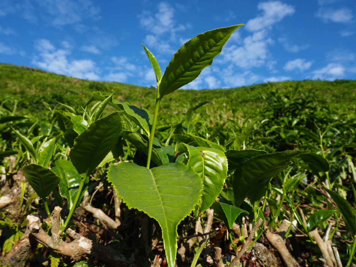 Zdjęcia: BOH, Cameron Highlands, Listek herbaty, MALEZJA Zdjęcia: BOH, Cameron Highlands, Listek herbaty, MALEZJA