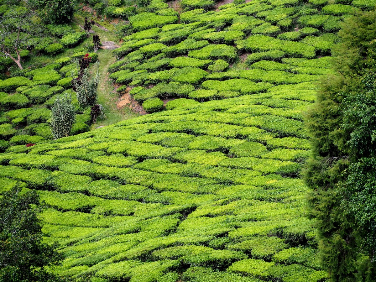 Zdjęcia: Tea Valley, Cameron Highlands, Herbaciany dywan, MALEZJA Zdjęcia: Tea Valley, Cameron Highlands, Herbaciany dywan, MALEZJA