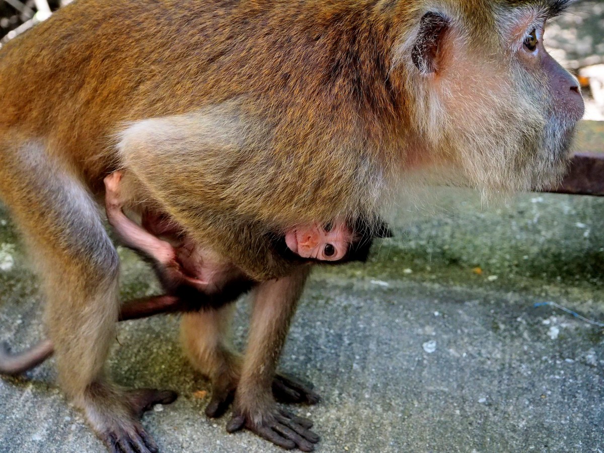 Zdjęcia: archipelag Langkawi, płn-zach Malezja, Nie ma jak u mamy, MALEZJA Zdjęcia: archipelag Langkawi, płn-zach Malezja, Nie ma jak u mamy, MALEZJA