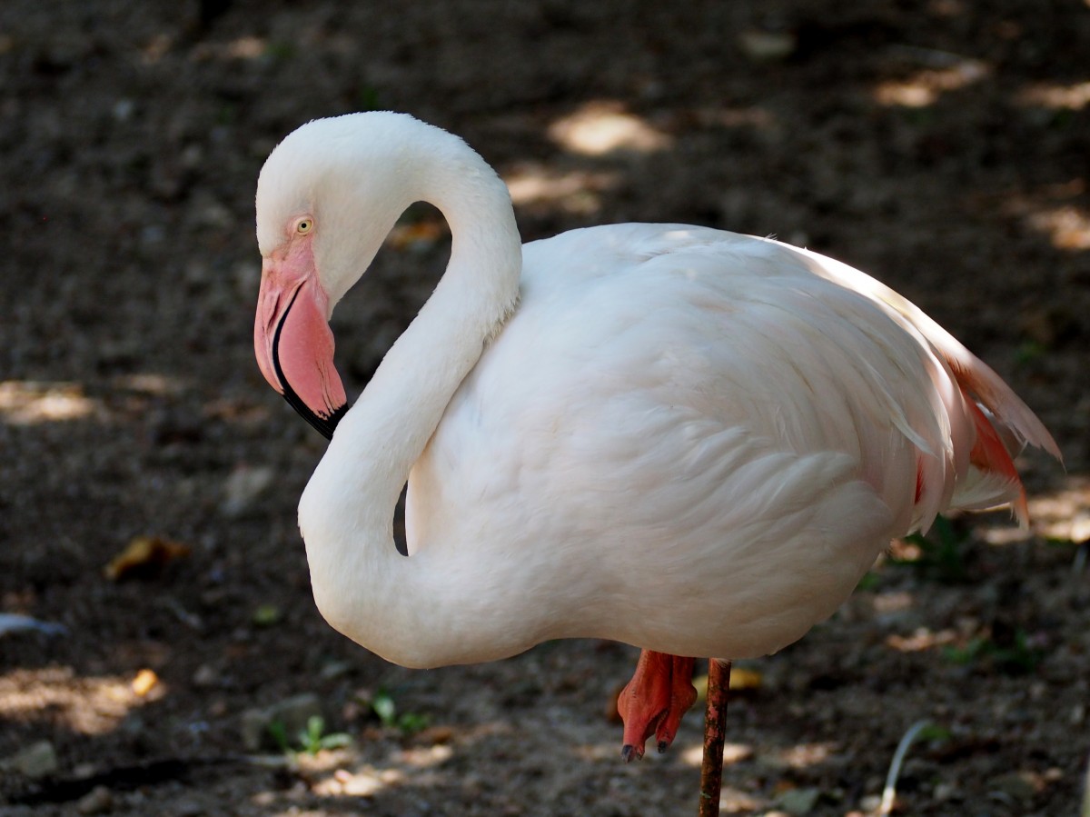 Zdjęcia: KL, środkowa część półwyspu Malajskiego, Bird Park, MALEZJA Zdjęcia: KL, środkowa część półwyspu Malajskiego, Bird Park, MALEZJA