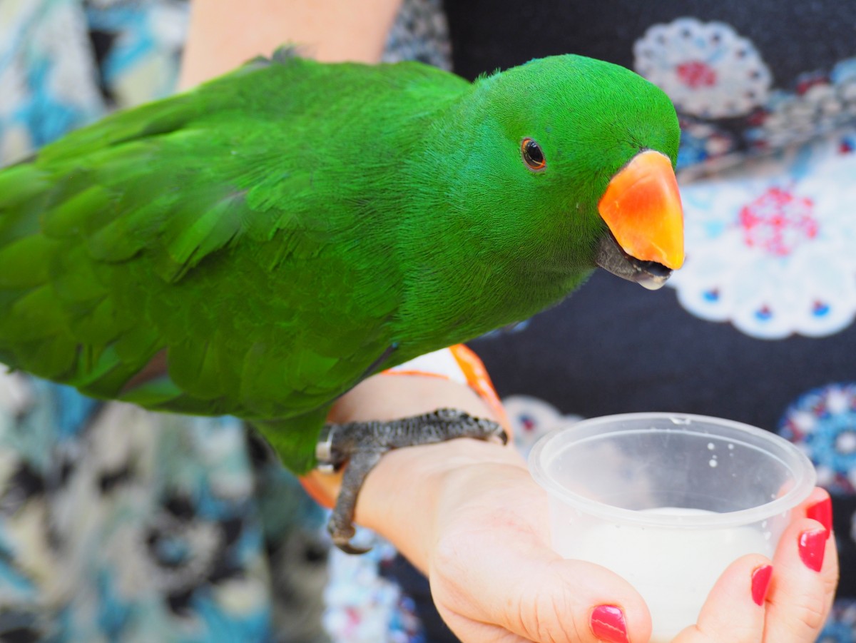 Zdjęcia: Bird Park, KL, Zieloniutka,,,, MALEZJA Zdjęcia: Bird Park, KL, Zieloniutka,,,, MALEZJA