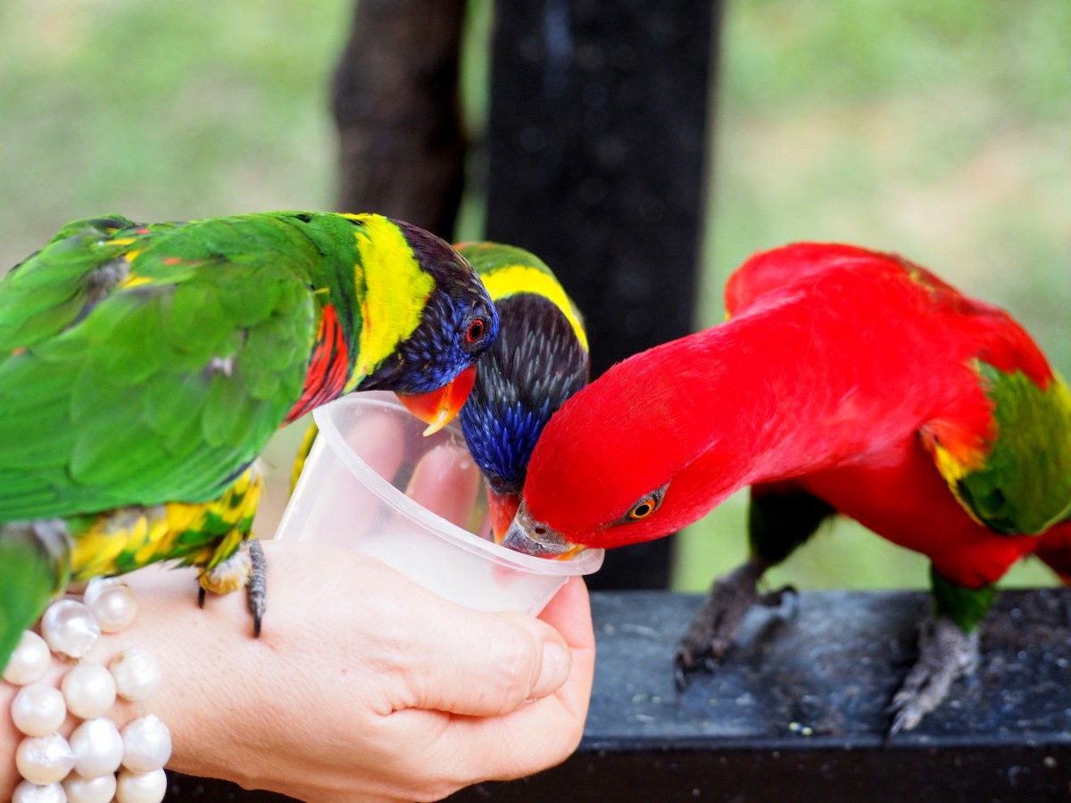 Zdjęcia: Bird Park, KL, Smacznego, MALEZJA Zdjęcia: Bird Park, KL, Smacznego, MALEZJA