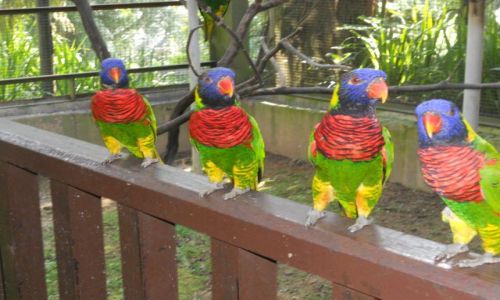 Zdjecie MALEZJA / - / Kuala Lumpur  ZOO / Malezja