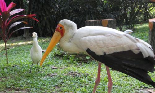 Zdjecie MALEZJA / - / Kuala Lumpur  ZOO / Malezja