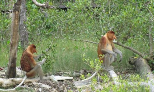 Zdjecie MALEZJA / Borneo / Bako National Park / nosacze...