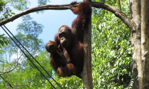Zdjęcie MALEZJA / Borneo / okolice Kuching / orangutan...
