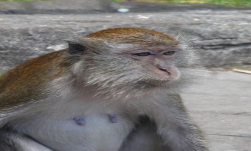Zdjecie MALEZJA / Kuala Lumpur / Batu Caves / makak...