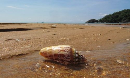 Zdjcie MALEZJA / Tioman / Monkey Bay / krajobraz z muszl