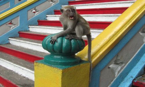 Zdjęcie MALEZJA / Batu Cave / Światynia / Co się dzieje?