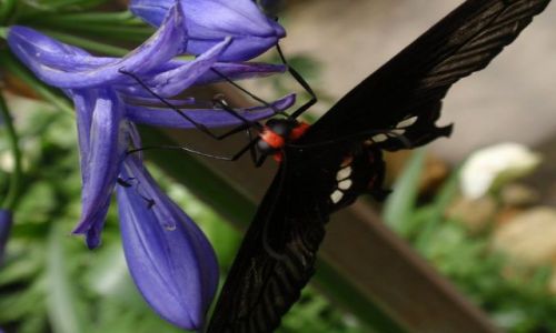 Zdjecie MALEZJA / Cameron Highlands / Cameron Highlands / MOTYL