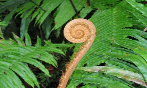 Zdjecie MALEZJA / Cameron Highlands / Cameron Highlands / PAPRO