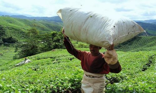 Zdjecie MALEZJA / Cameron Highlands / Cameron Highlands / DOSTAWA
