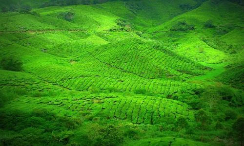 Zdjecie MALEZJA / Cameron Highlands / Cameron Highlands / WZGRZA HERBACIANE