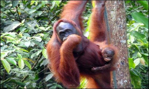 Zdjecie MALEZJA / BORNEO / SEMENGGOH / MALESTWO