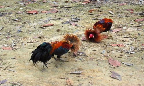 MALEZJA / Borneo /   / Wytresowane do walki