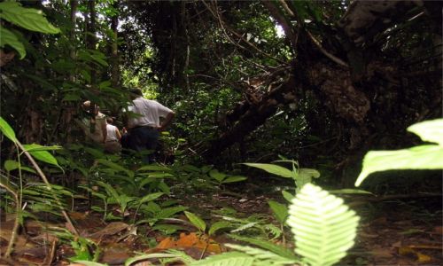 MALEZJA / Borneo / Sarawak / Dungla