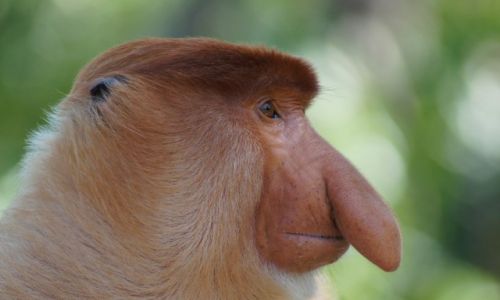Zdjecie MALEZJA / Borneo/Sabah / LabukNP / Profil nosacza