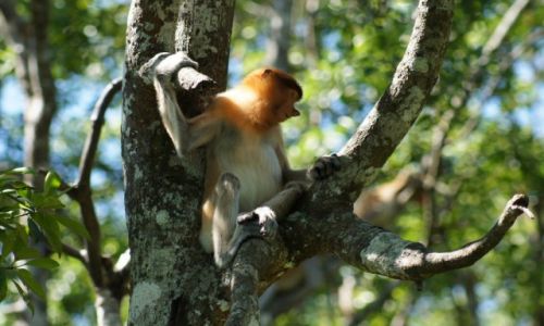 Zdjęcie MALEZJA / Borneo/Sarawak / Bako NP / na wyskościach