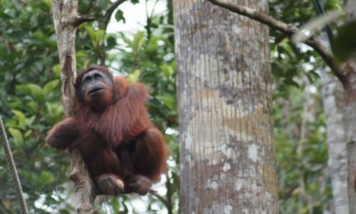 Zdjecie MALEZJA / Borneo/Sarawak / Semenggoh  / orangutan