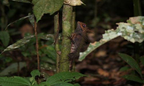 Zdjęcie MALEZJA / Borneo/Sarawak / Semenggoh Wildlife Centre / Gonocephalus czyli drakun
