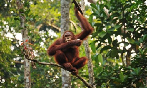 Zdjęcie MALEZJA / Borneo / Semenggoh Wildlife Centre / Orangutan