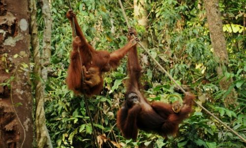 Zdjęcie MALEZJA / Borneo / Semenggoh Wildlife Centre / Orangutany