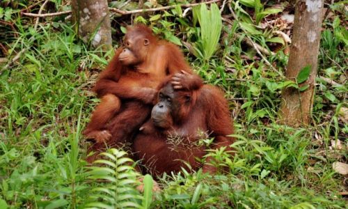 Zdjęcie MALEZJA / Borneo / Semenggoh Wildlife Centre / Orangutany
